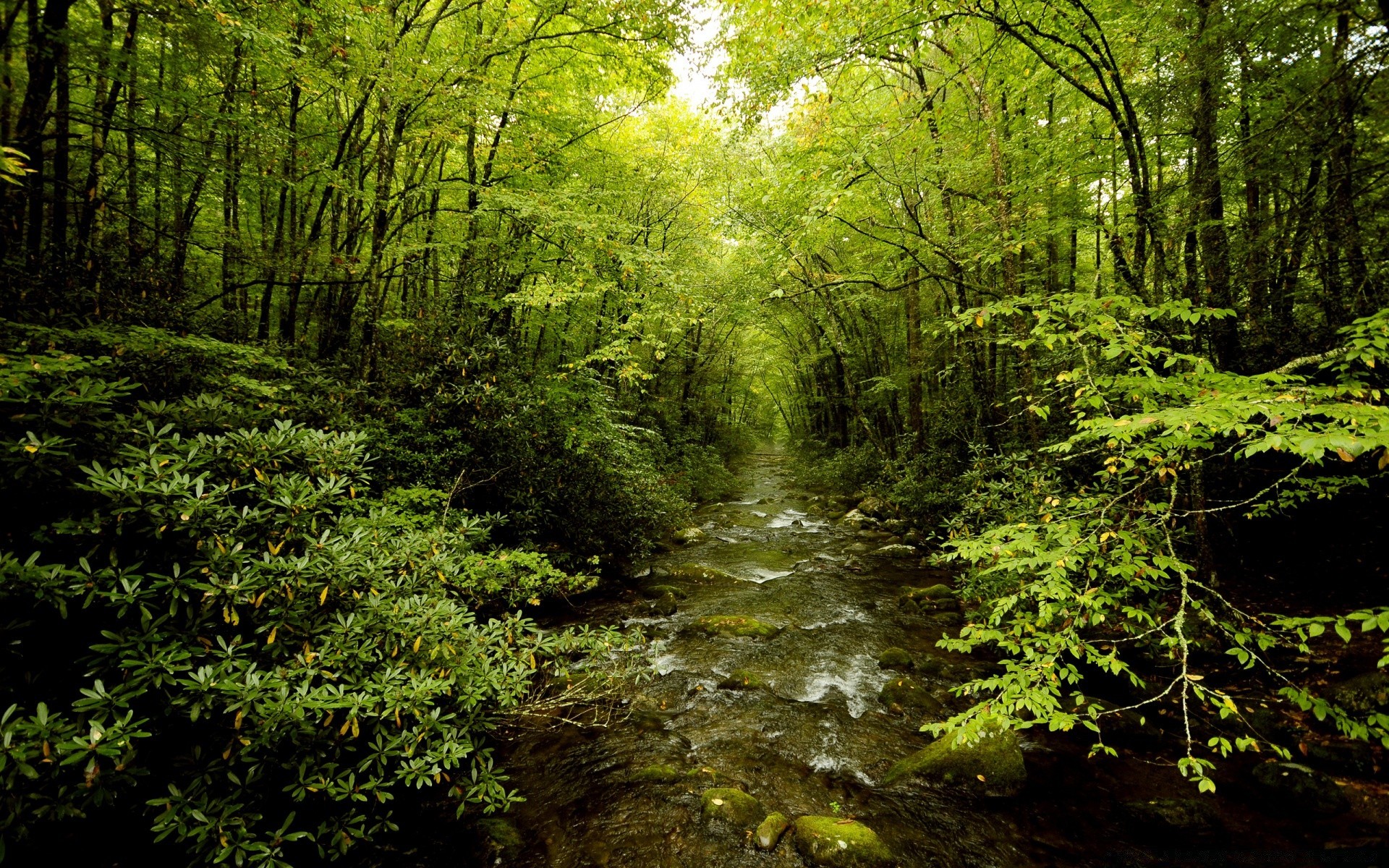 orman ahşap doğa manzara yaprak ağaç doğal çevre park yemyeşil açık havada yosun manzara güzel hava büyüme flora vahşi gün ışığı yağmur ormanı su