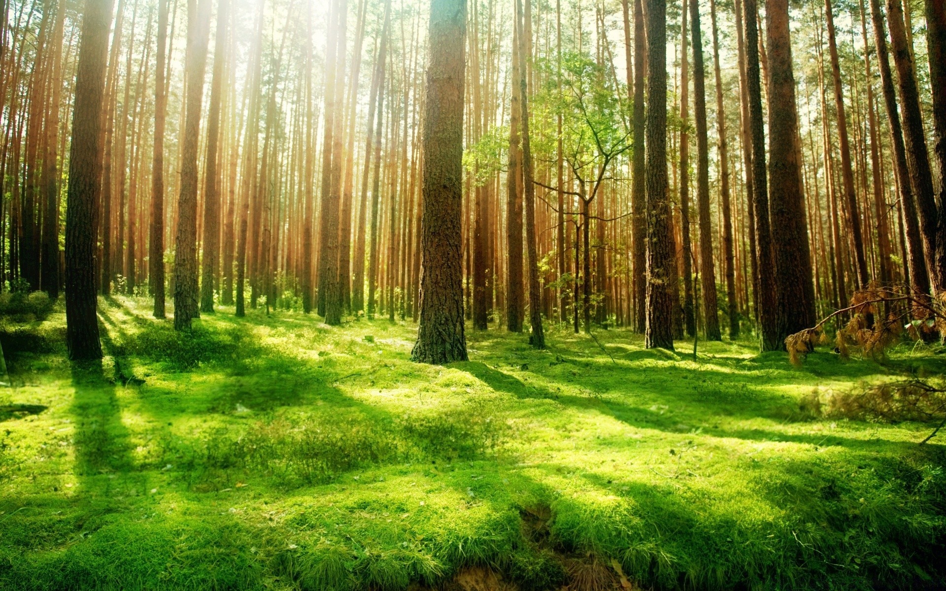 orman ahşap doğa ağaç park manzara yaprak sis şafak güzel hava güneş ışığı sis güneş yemyeşil çevre sezon gövde rehberlik parlak flora ışık