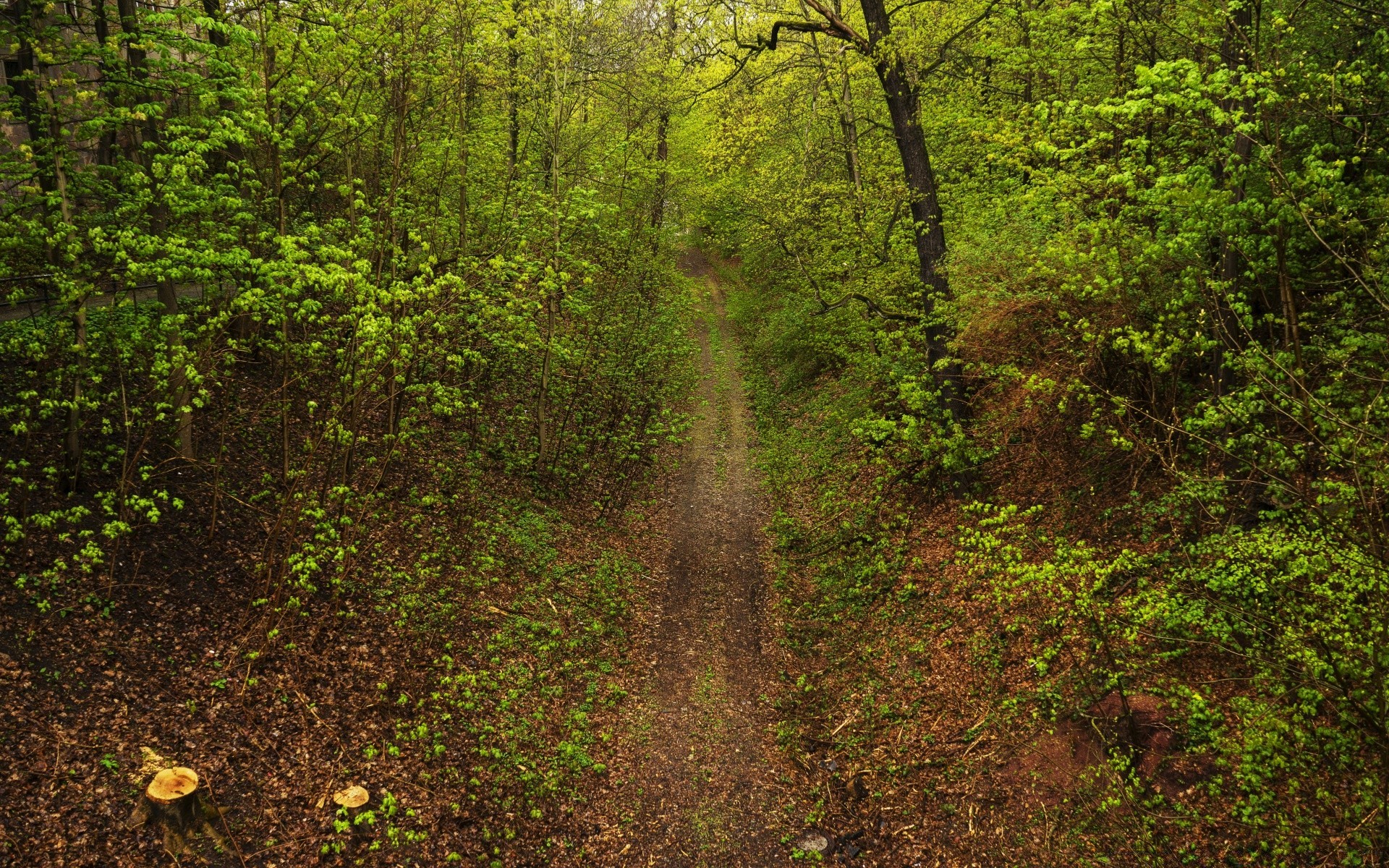 forest wood landscape nature tree leaf outdoors scenic environment desktop park dawn lush daylight flora moss fair weather guidance trail travel