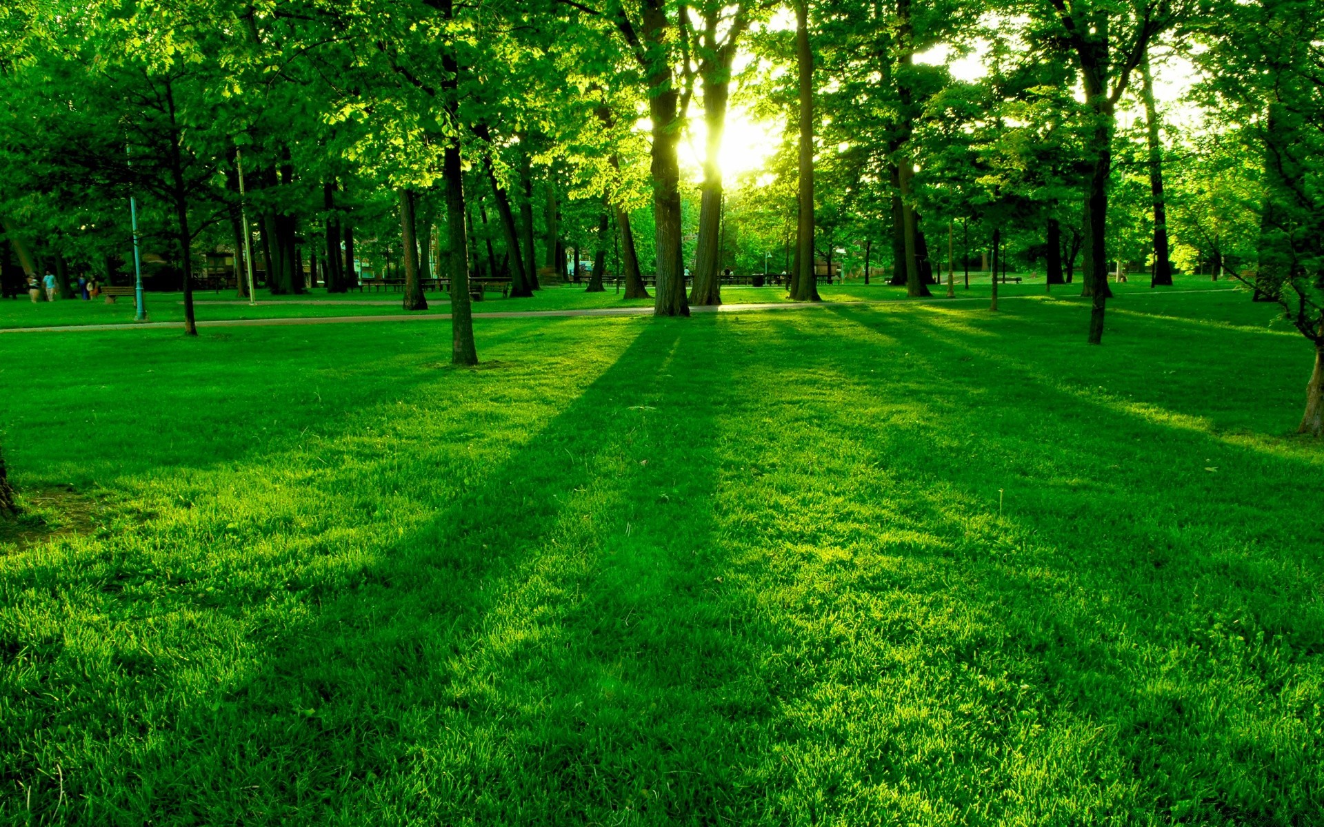 las trawa trawnik krajobraz bujny park liść natura środowisko dobra pogoda słońce świt drzewo jasne drewno wzrost lato ogród sianokosy sunbeam sezon