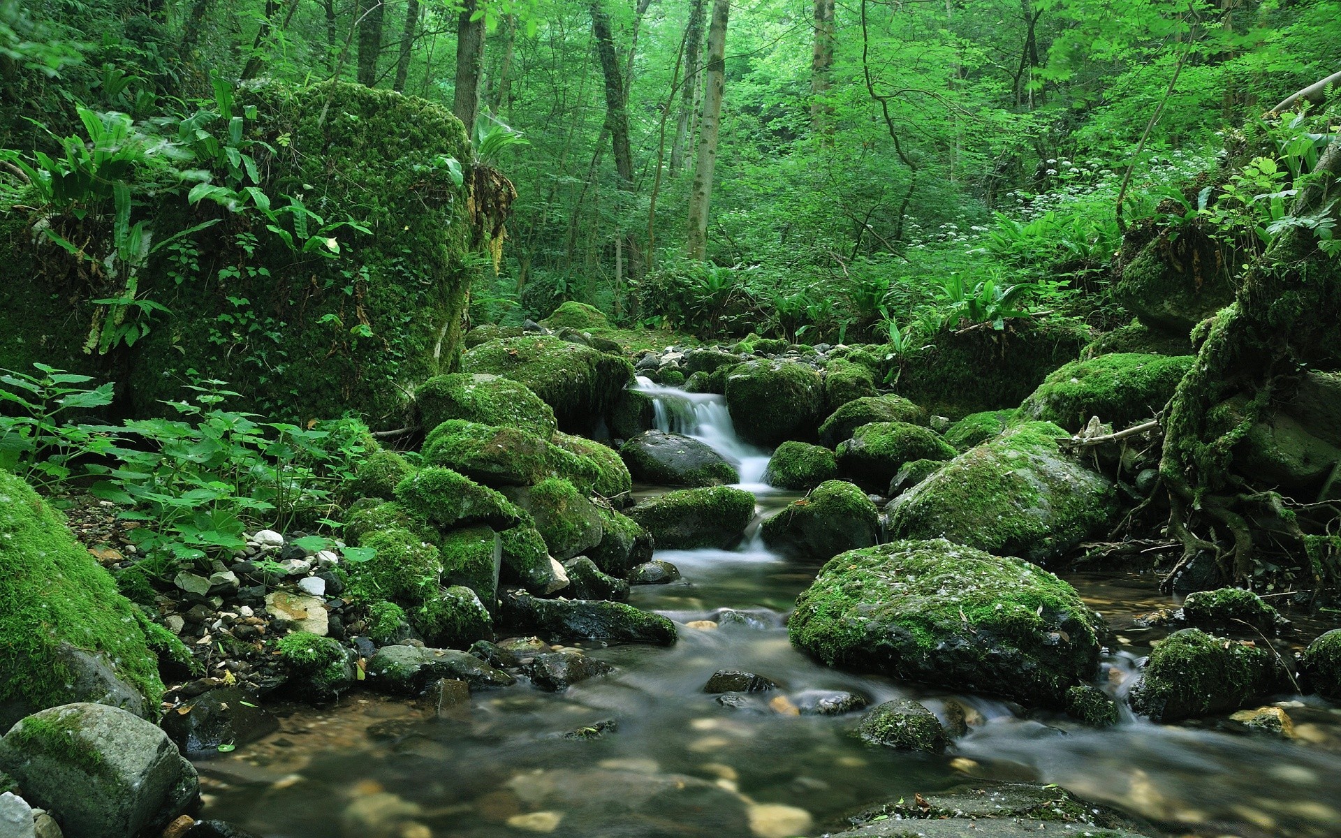 foresta legno acqua natura muschio flusso foglia cascata fiume paesaggio lussureggiante fern selvaggio roccia creek ambiente foresta pluviale all aperto bagnato albero