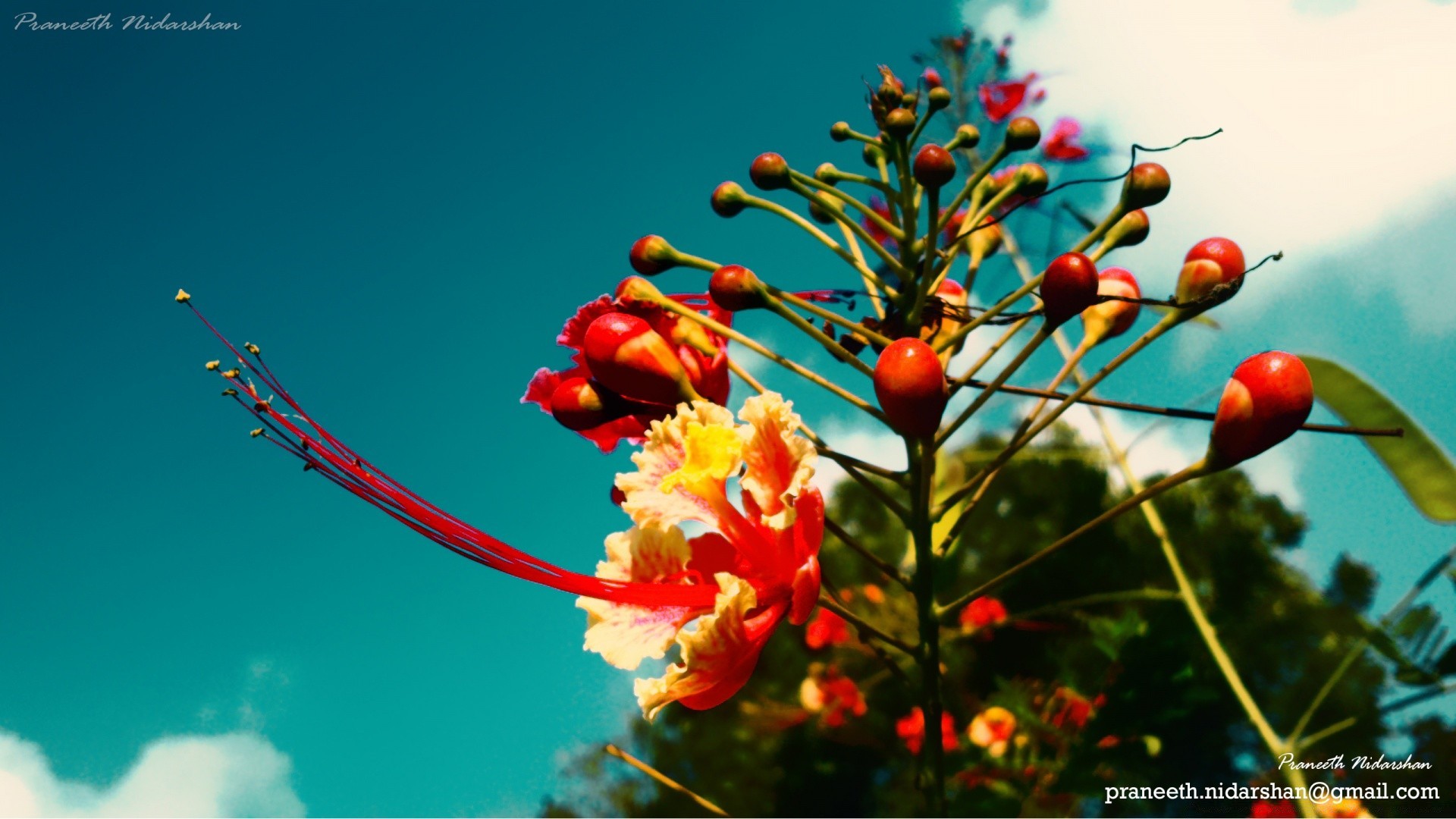 flowers nature outdoors leaf flora tree flower growth summer branch bright