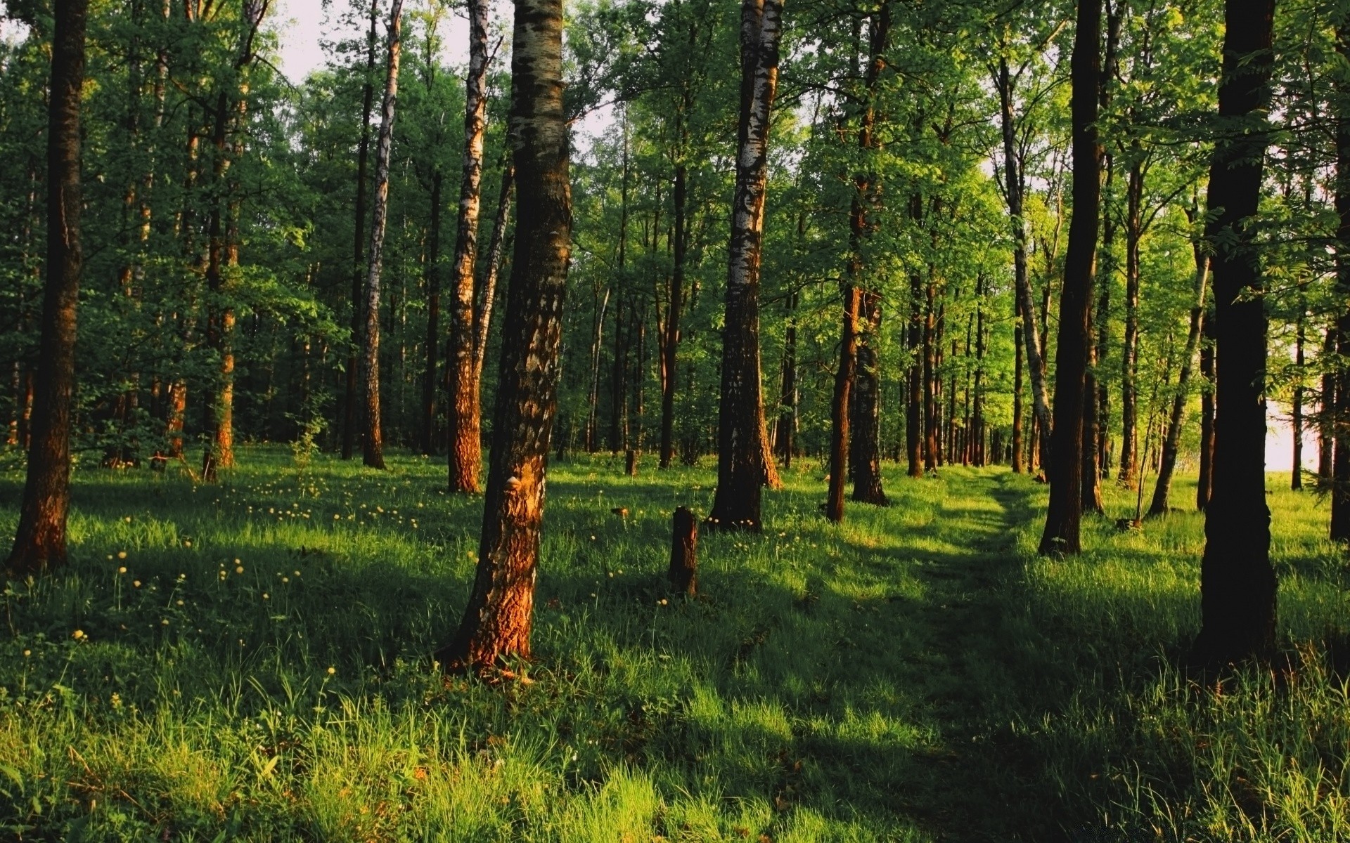 forest wood landscape tree nature environment leaf park fair weather outdoors season country flora scenic lush grass trunk growth summer sun