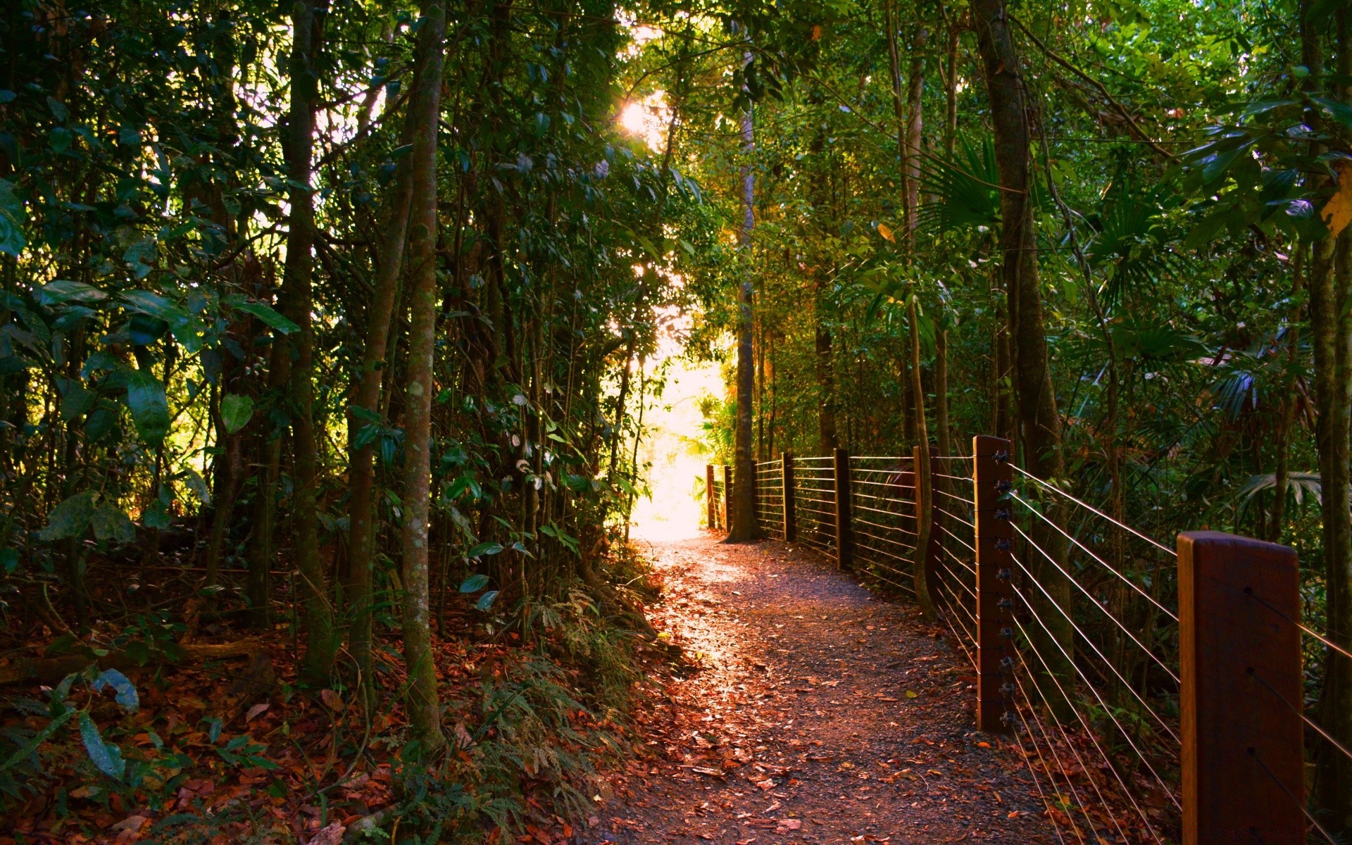 forest wood landscape leaf tree light trail guidance dawn nature mist sun park fog outdoors fair weather footpath fall road walk