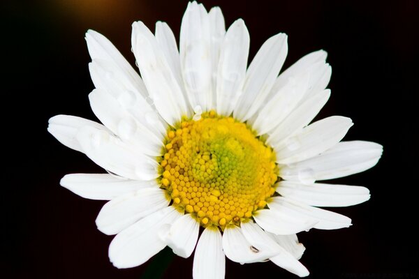 Big white daisy on a black background