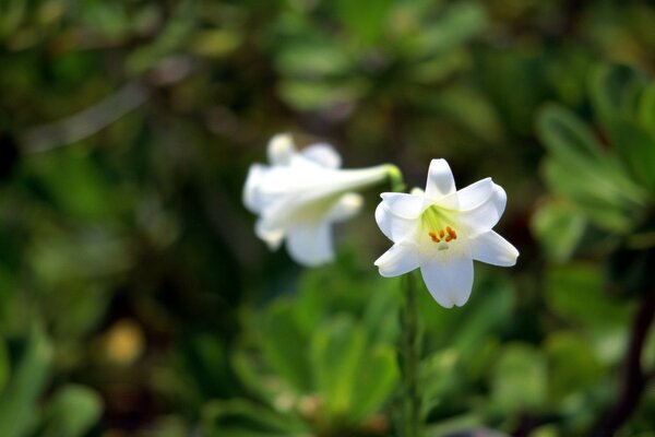 Nature, flowers on a background of leaves