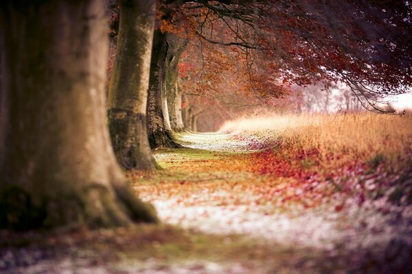 Autumn landscape in the forest