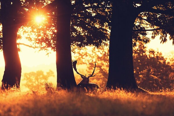 Hirsch im Herbstwald vor dem Hintergrund der Sonnenstrahlen