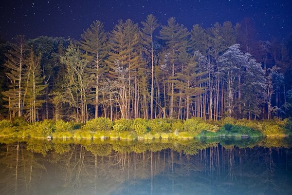 Odbicie nocnego lasu w jeziorze