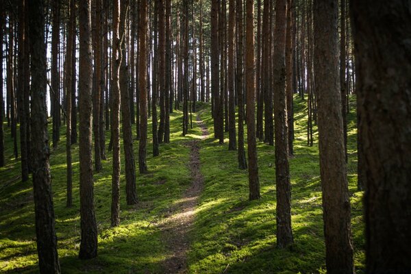 Coniferous pezage of a woody forest