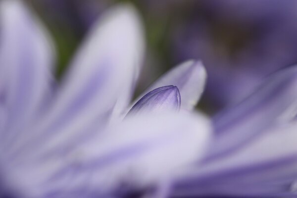 Purple petals close-up