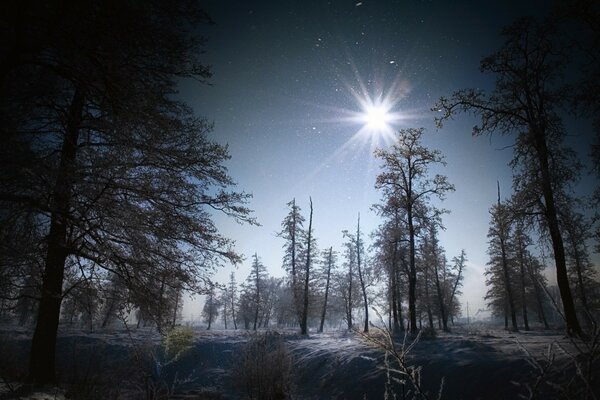 Bosque nocturno bajo la nieve