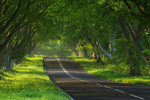 The road leading to the green forest