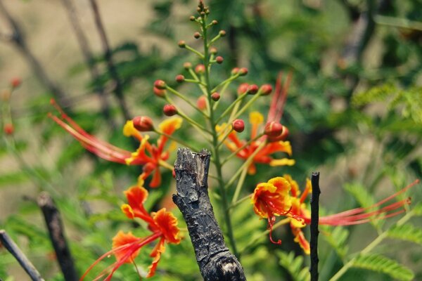 Rote Blumen im Wald unter Ästen