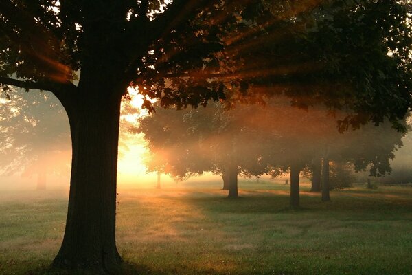 Morgenpark im Morgengrauen beleuchtet