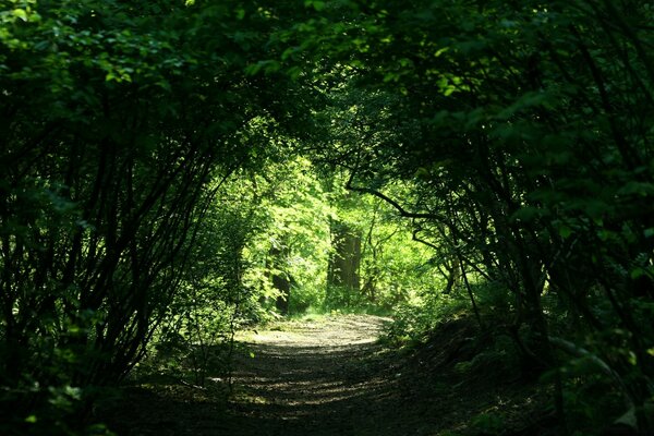 Bewachsene Allee im Wald