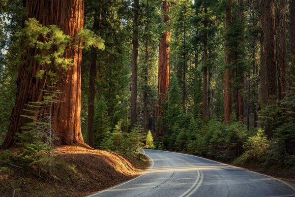 The road passing through the forest wallpaper