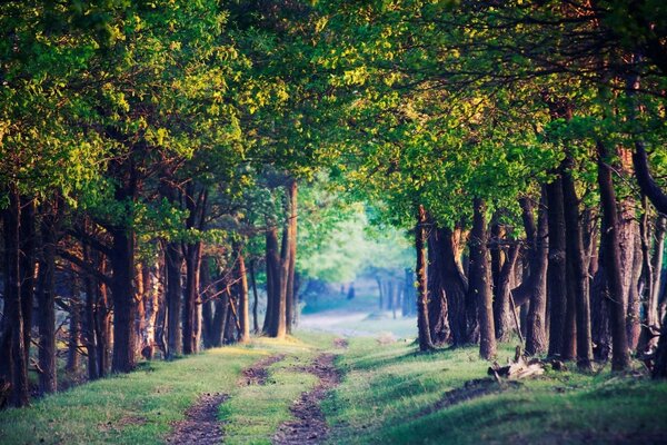 Unbekannter ruhiger Waldweg