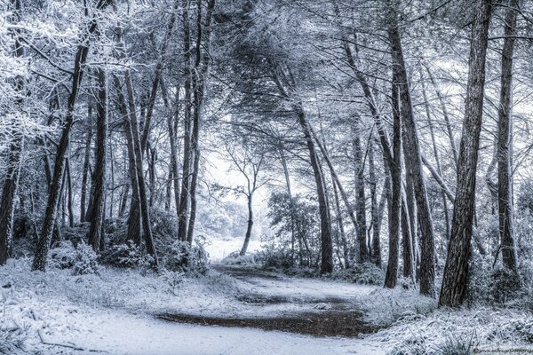 Winter landscape with trees in the snow