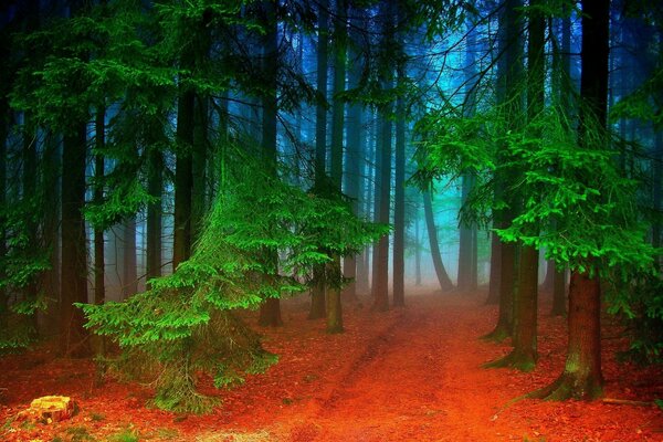 Feuillage vert dans la forêt boisée