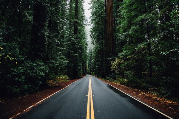 Eine glatte Asphaltstraße läuft durch den Wald