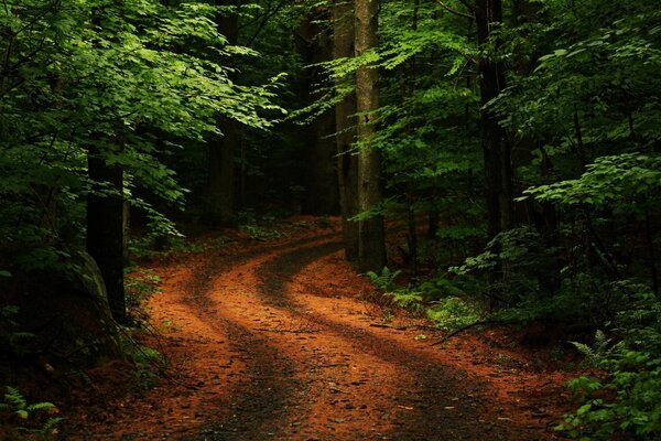 Country road in the middle of the forest