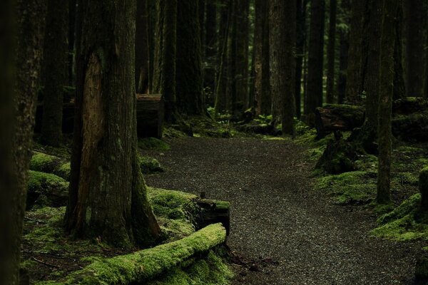 Night ancient forest with moss