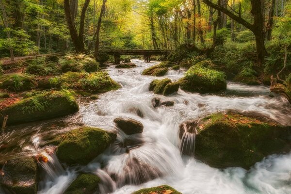 Rio que flui através de uma floresta densa