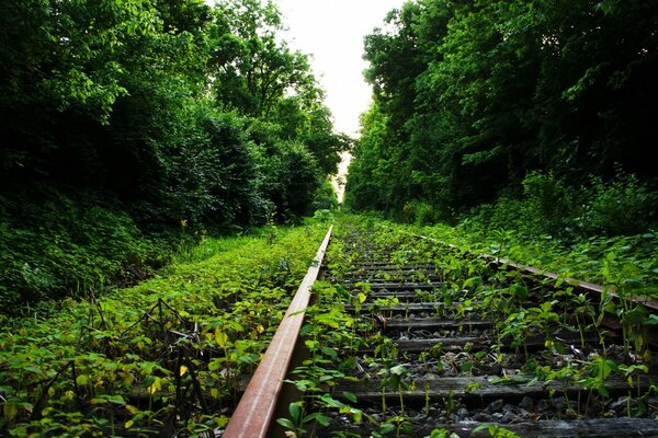 Naturaleza, paisaje bosque y árboles