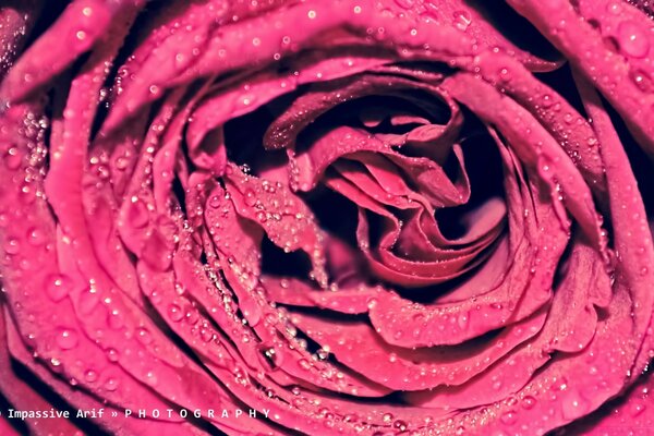 Rose - the flower of love and romatics