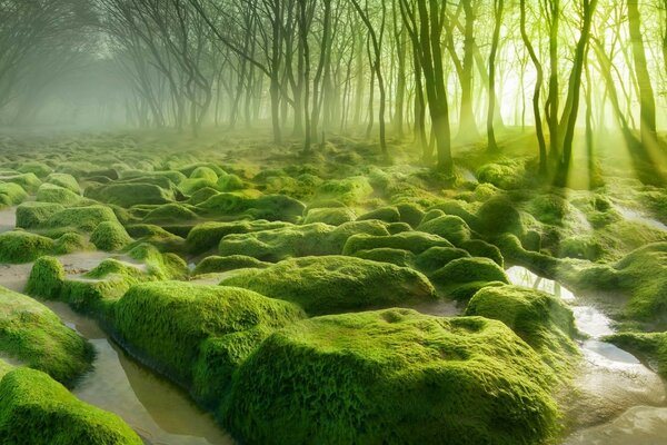 Marais vert au milieu de la forêt