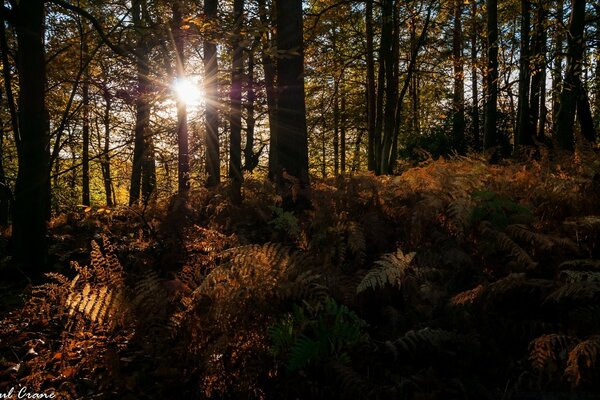 Paisaje de otoño árboles en el bosque