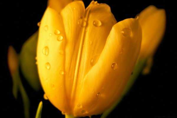 Gouttes de rosée sur une tulipe jaune