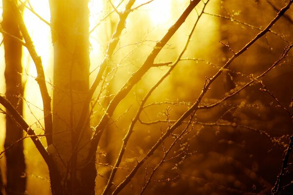 El sol dorado del bosque de otoño