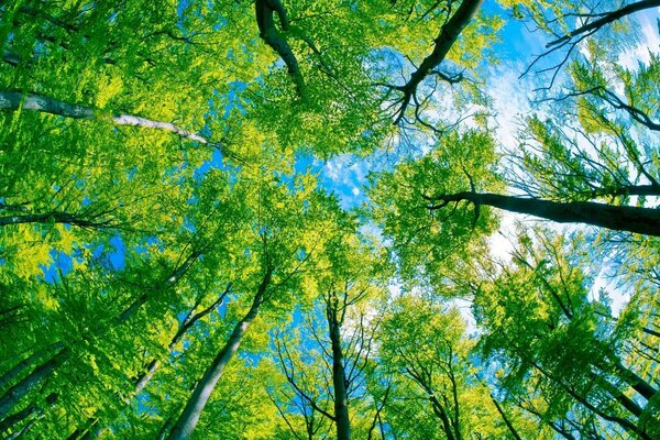 Blue sky and tree crowns view from below