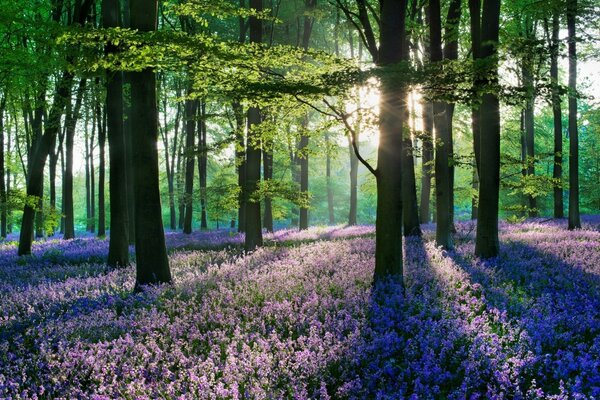 Le silence des fleurs est secret pour les siècles