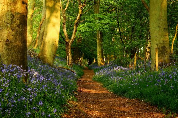 Hermoso paisaje con árboles y flores