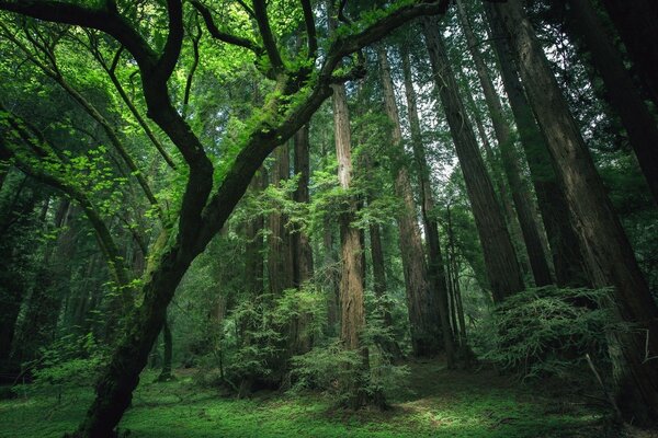 Les arbres forts de la nature dans le monde