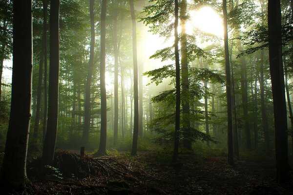 Bosque nublado por la mañana al amanecer