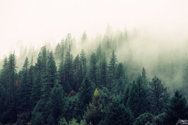 Bosque de coníferas en niebla espesa