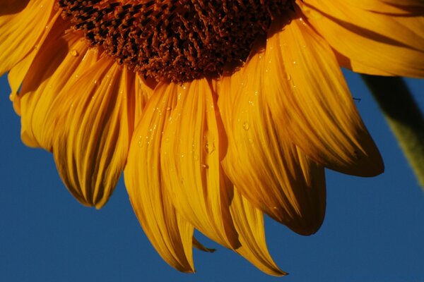 Natur, Sonnenblume auf Himmelshintergrund