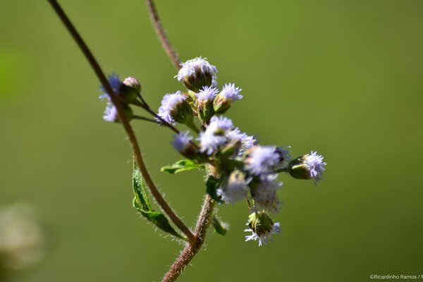 Auf grünem Hintergrund ein Zweig mit violetten kleinen Blüten