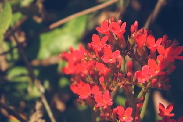 Image d une fleur en forme d inflorescence lumineuse