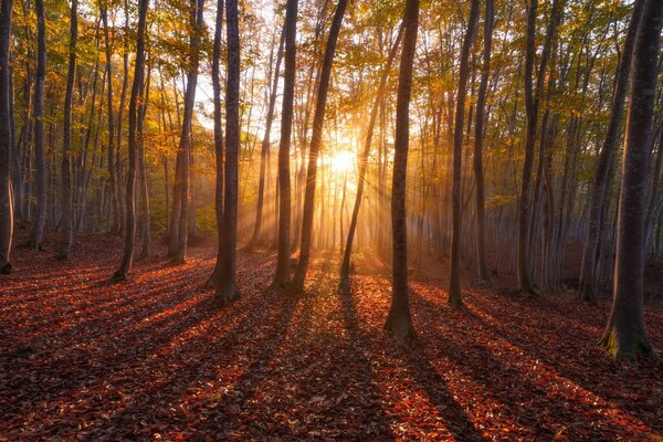 Ein märchenhafter Herbstwald in seiner ganzen Pracht