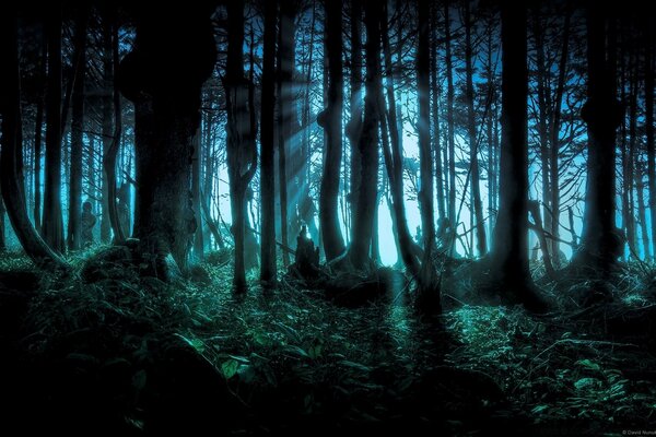 Beaucoup d arbres dans la forêt de nuit, crépuscule