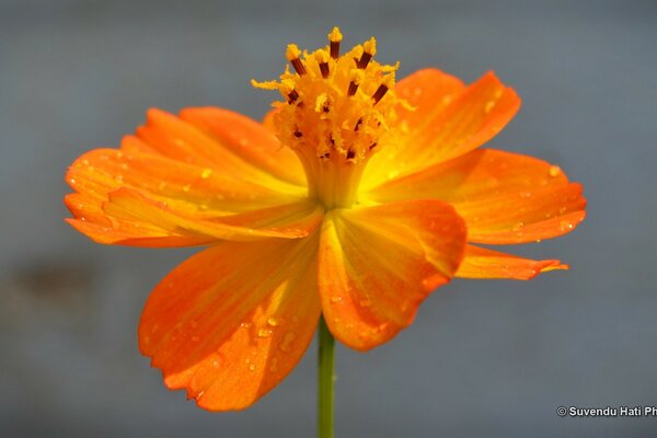 A bright orange flower bloomed