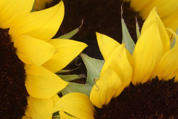 Sonnenblumen sind die Helligkeit der scheidenden Freude