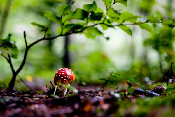 Champignon dans la forêt d automne