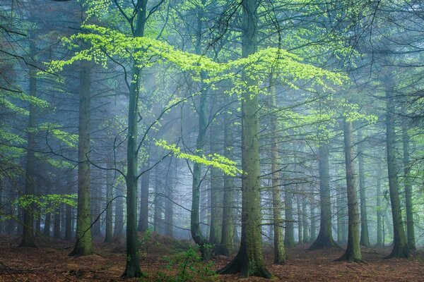 Bosque y silencio secreto para siempre