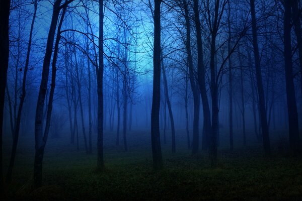 Paisaje de bosque nocturno antes del amanecer